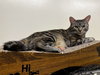 ELSA - Photo 6