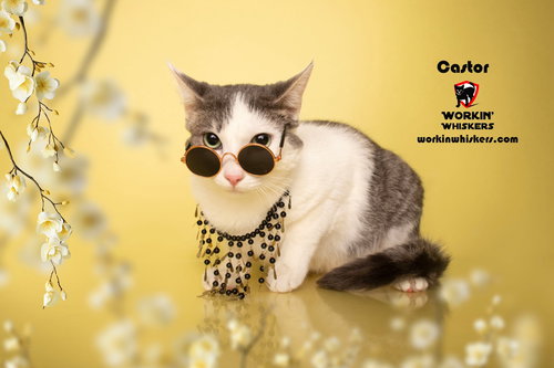 picture of the cat needing adoption