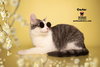 CASTOR - Photo 4