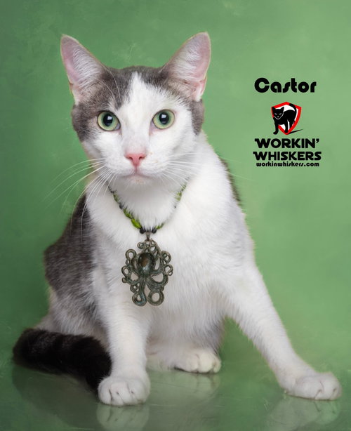 picture of the cat needing adoption