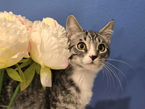 JACK VAN HEL SING - Tabby / Tiger available for adoption