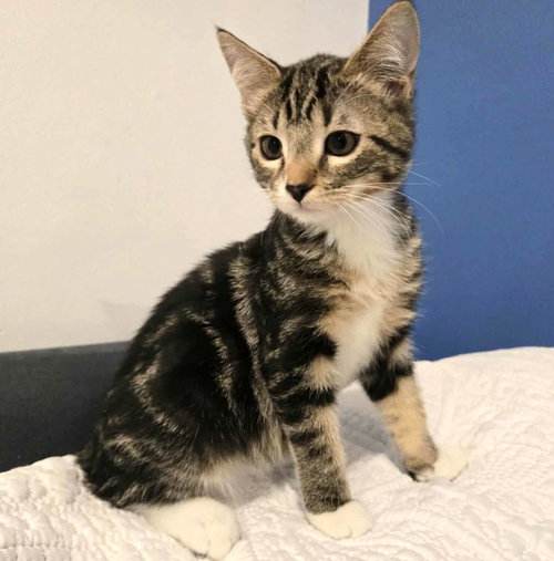 VIOLET VAN HELSING - Tabby / Tiger available for adoption
