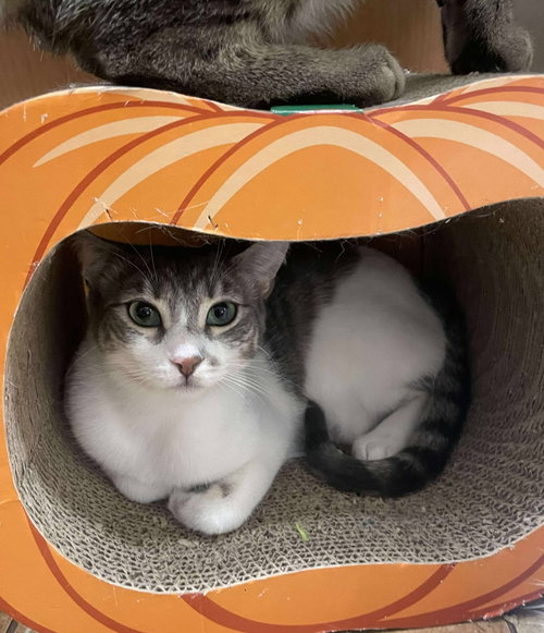 NURSE NICOLETTE “NIC” NEVIN - Egyptian Mau / Tabby available for adoption