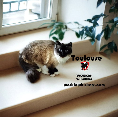 picture of the cat needing adoption