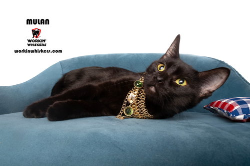 picture of the cat needing adoption