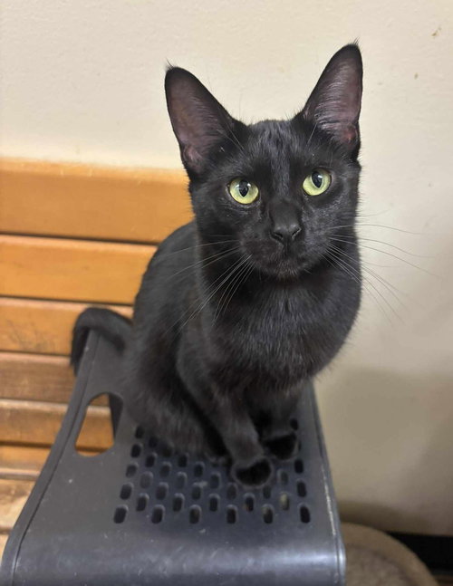 MULAN - Bombay / Domestic Short Hair available for adoption