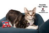 HENRIETTA "HEN" WILSON - Photo 1