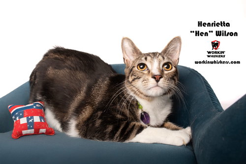 HENRIETTA "HEN" WILSON - Tabby / Domestic Short Hair available for adoption