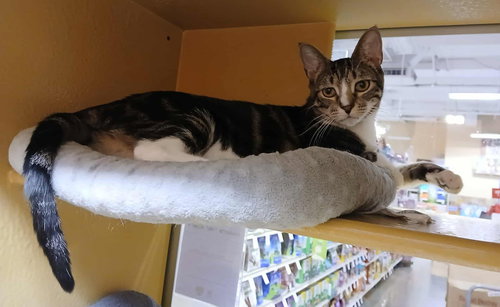 HENRIETTA "HEN" WILSON - Tabby / Domestic Short Hair available for adoption