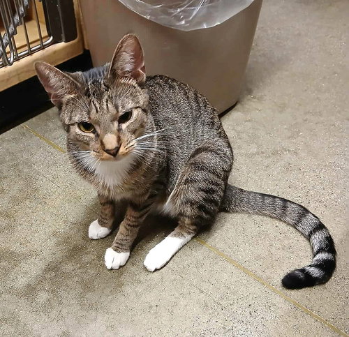 ATHENA GRANT - Egyptian Mau / Tabby available for adoption