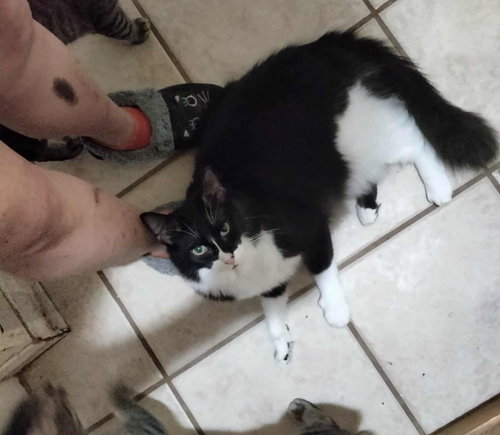 ERIN YEAGER - Maine Coon / Tuxedo available for adoption