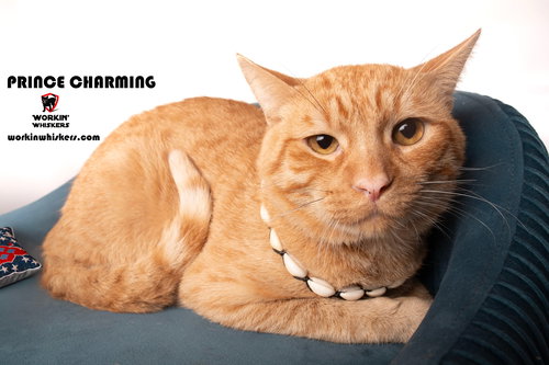 picture of the cat needing adoption
