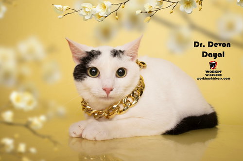 picture of the cat needing adoption
