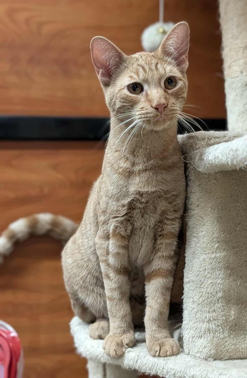 KING ARTHUR - Domestic Short Hair / Tabby available for adoption