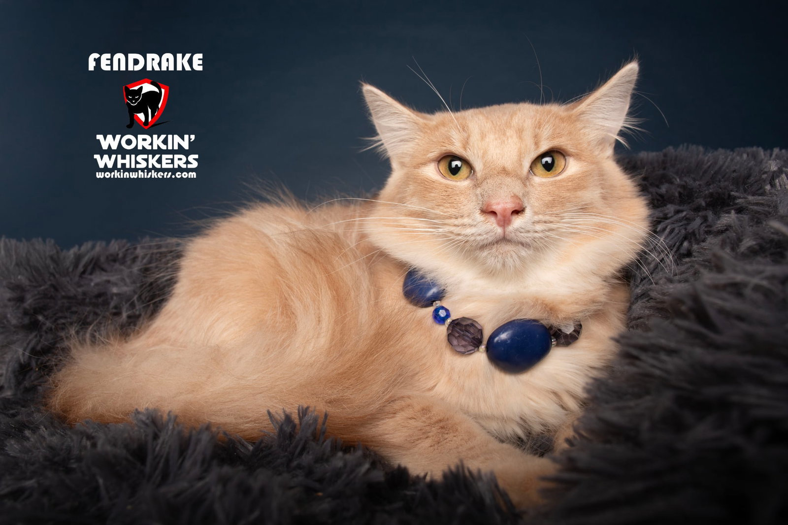 FENDRAKE Image