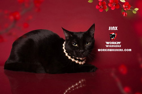 Photo 3 of JINX