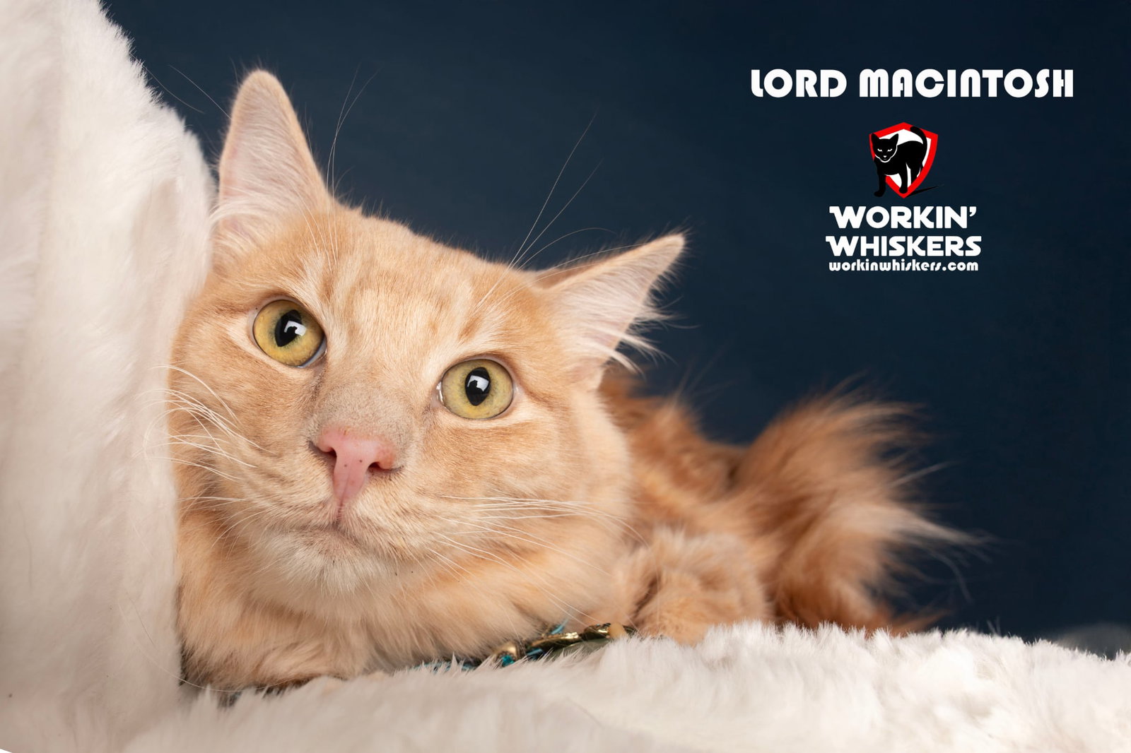 LORD MACHINTOSH Image