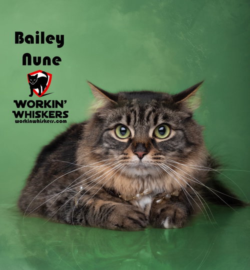 BAILEY NUNE, Young Maine Coon / Domestic Long Hair / Mixed (long coat), cat for adoption in Beaumont, California