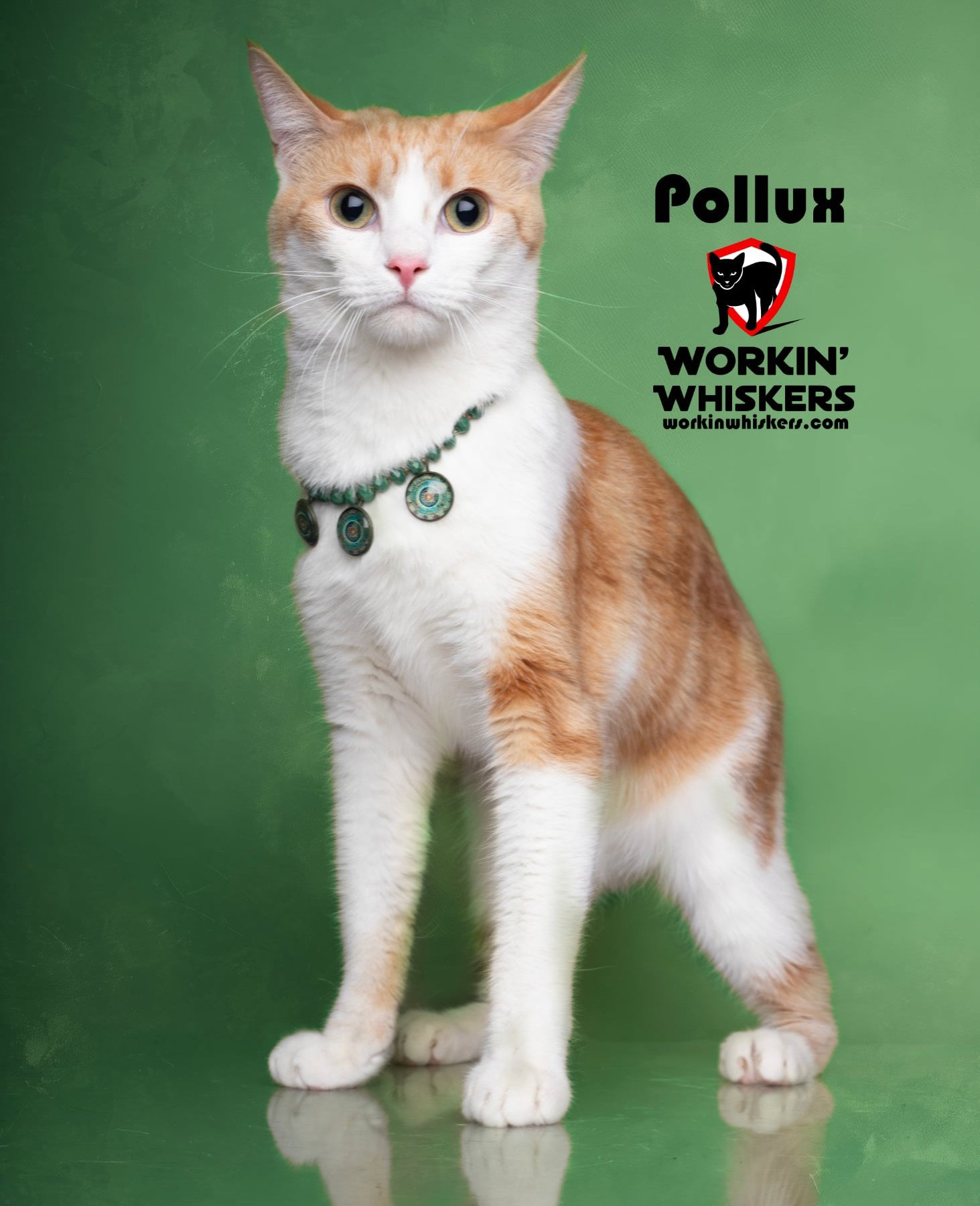 POLLUX Image