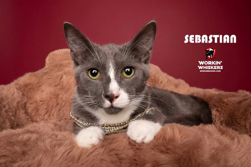 SEBASTIAN, Young Tuxedo / Domestic Short Hair / Mixed (short coat), cat for adoption in Beaumont, California
