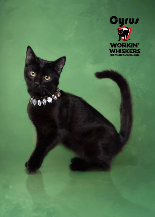 CYRUS, an adoptable Bombay in Hemet, CA