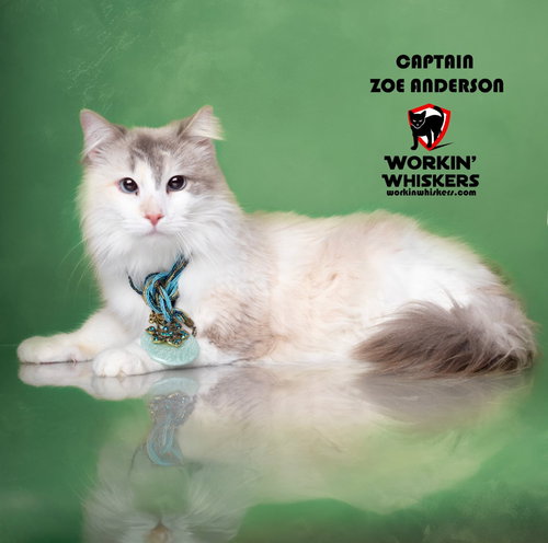 CAPTAIN ZOE ANDERSON, Young Siamese / Domestic Long Hair / Mixed (long coat), cat for adoption in Beaumont, California