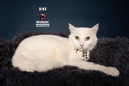 X-23, an adoptable Turkish Van in Hemet, CA