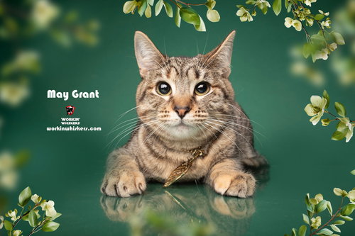 MAY GRANT, an adoptable Tabby in Hemet, CA