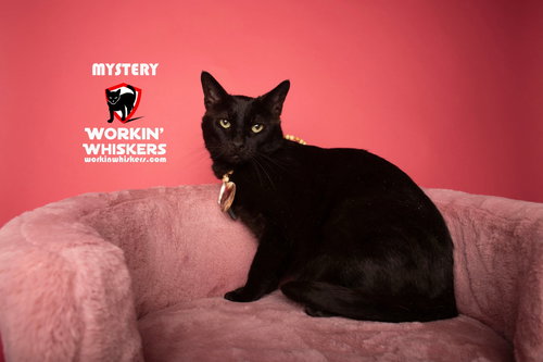 MYSTERY - Bombay / Domestic Short Hair available for adoption