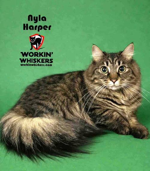 NYLA HARPER, Young Maine Coon / Domestic Long Hair / Mixed (long coat), cat for adoption in Beaumont, California
