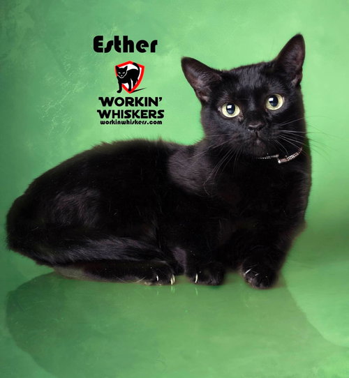 ESTHER, Baby Bombay / Domestic Short Hair (short coat), cat for adoption in Beaumont, California