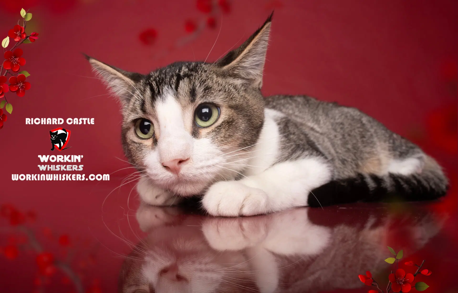 Richard Castle - Domestic Short Hair
