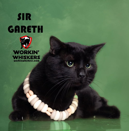 SIR GARETH, Young Bombay / Domestic Short Hair / Mixed (short coat), cat for adoption in Beaumont, California