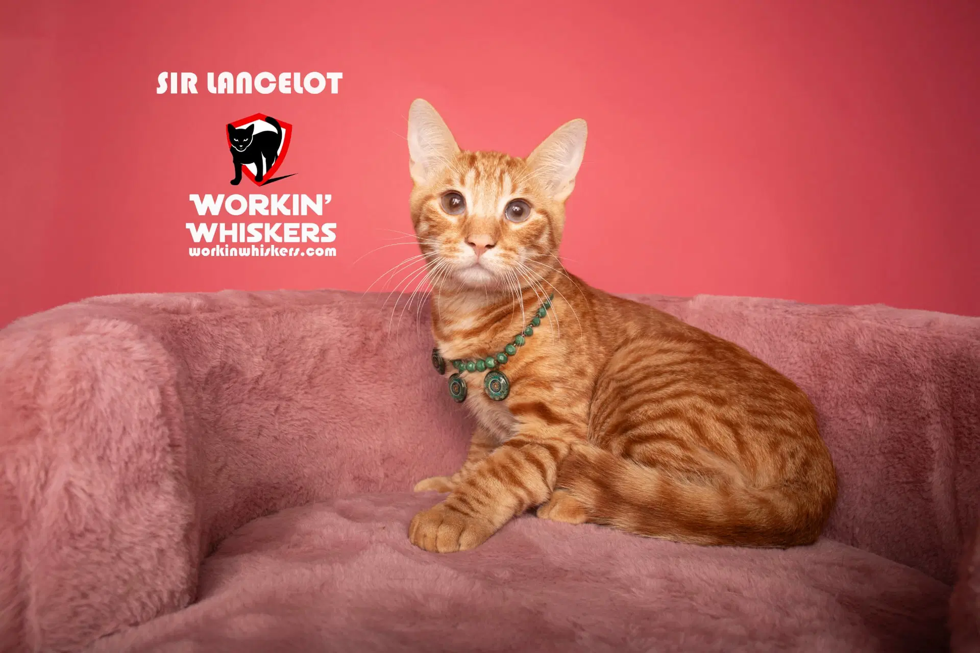 Sir Lancelot - Domestic Short Hair
