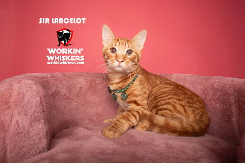 SIR LANCELOT, Young Domestic Short Hair / Tabby / Mixed (short coat), cat for adoption in Beaumont, California