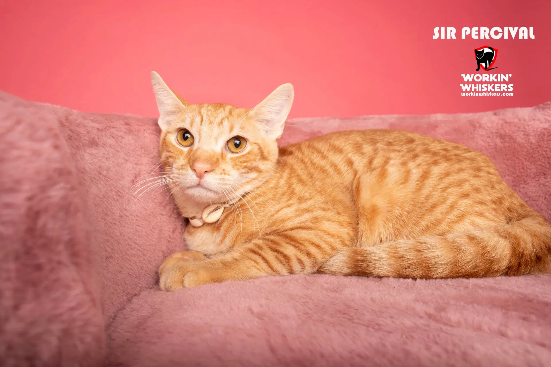 Sir Percival - Domestic Short Hair
