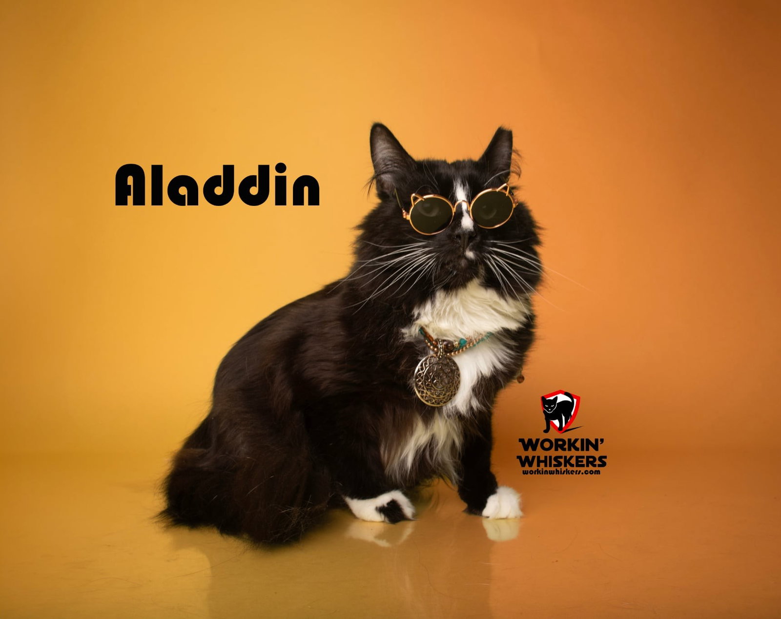 Aladdin, Maine Coon