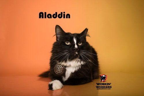 Photo 3 of ALADDIN