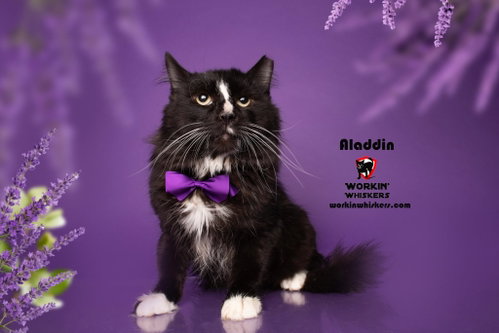 Photo 4 of ALADDIN