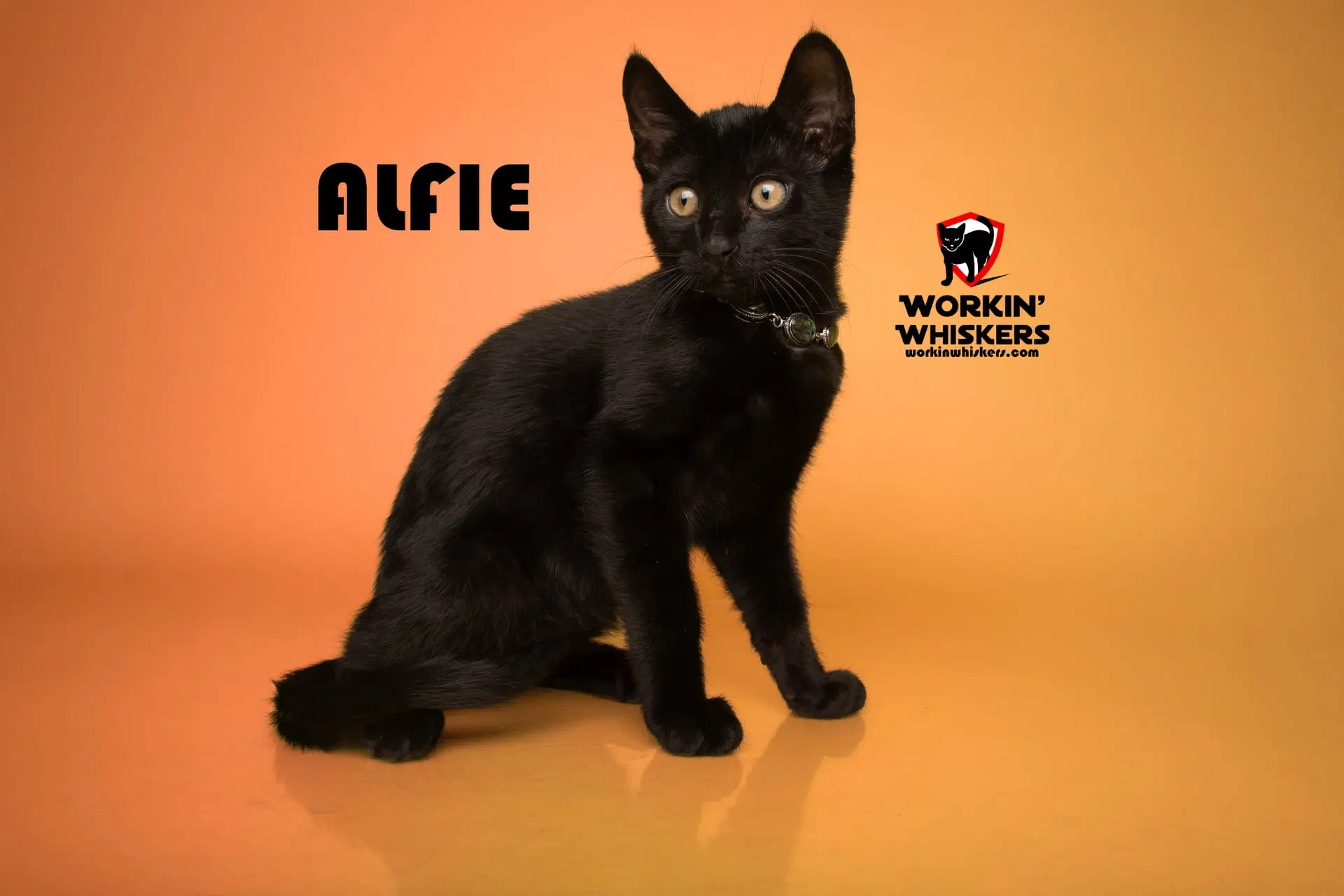 Alfie - Domestic Short Hair