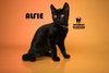 ALFIE — Hemet, CA Adoption