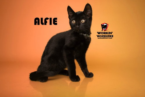 ALFIE