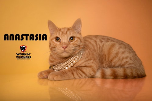 ANASTACIA