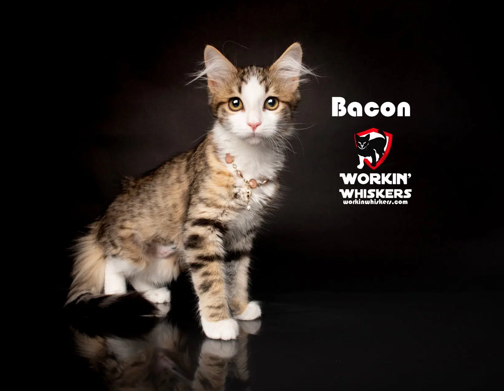 Bacon - Maine Coon