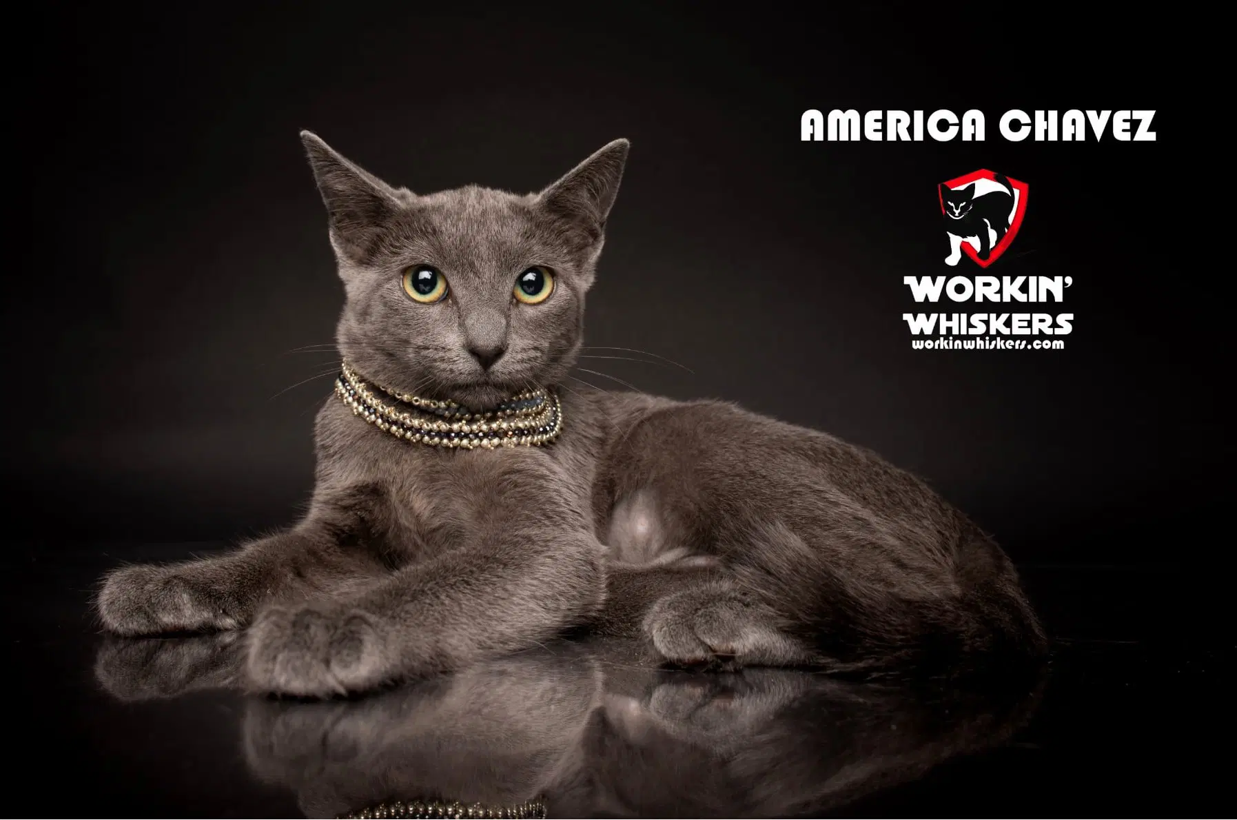 America Chavez - Domestic Short Hair