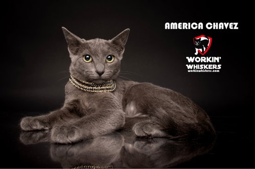 picture of the cat needing adoption
