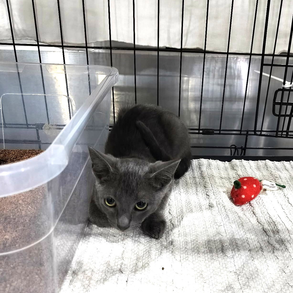 AMERICA CHAVEZ, photo 2