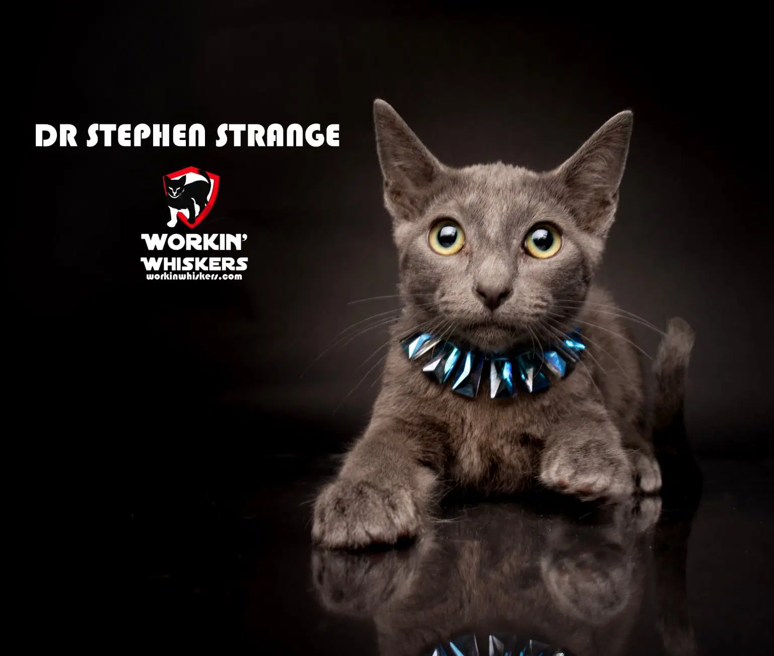 Dr Stephen Strange - Domestic Short Hair