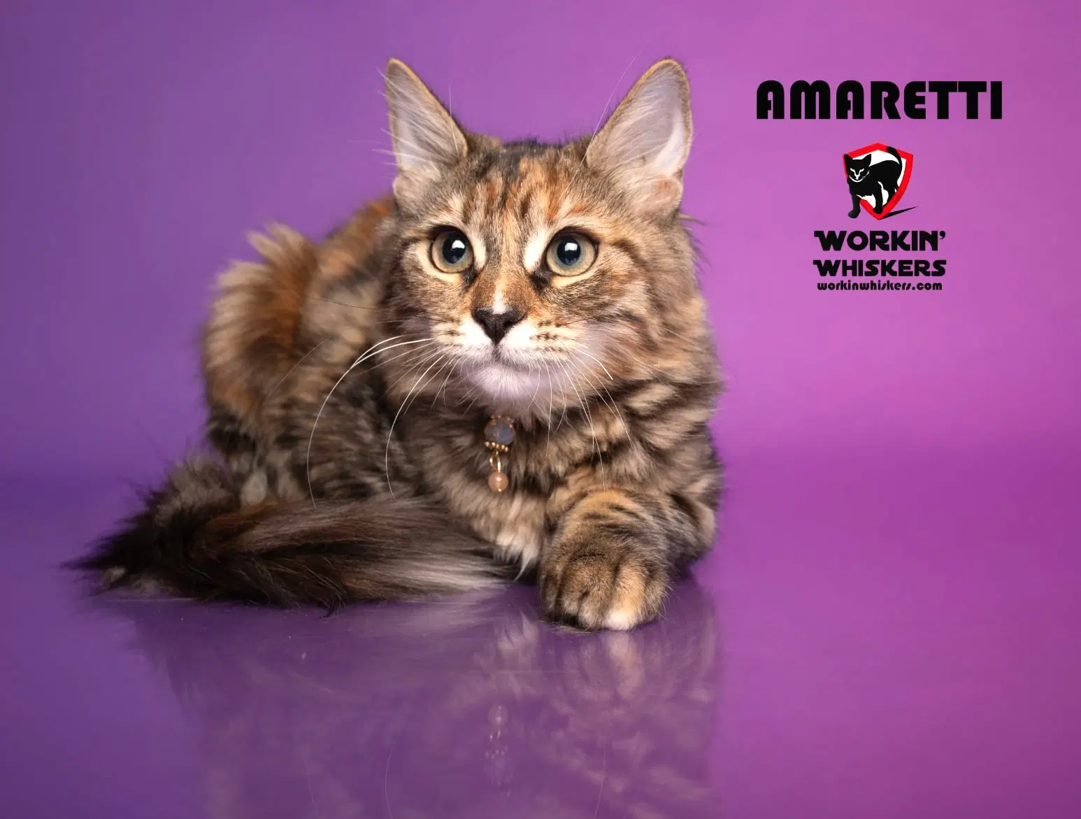 Amaretti - Maine Coon