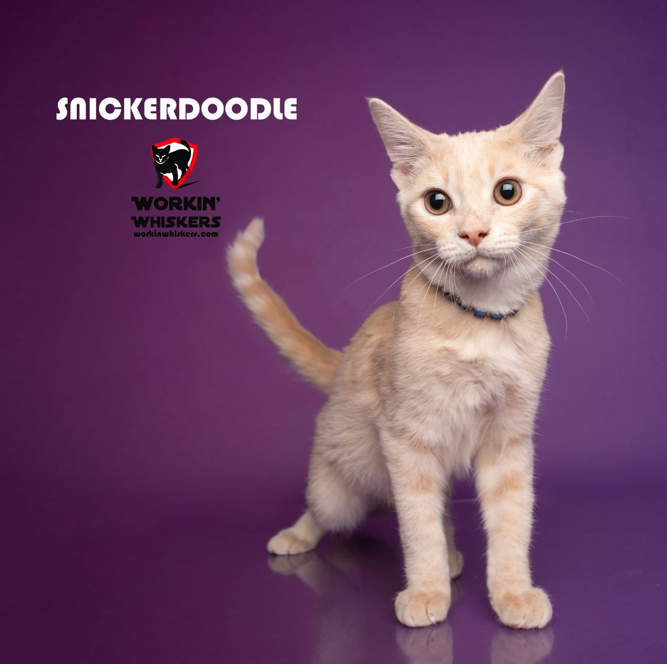 Snickerdoodle, Tabby
